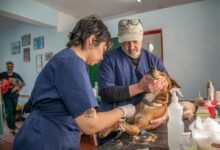 Balcatta Vets