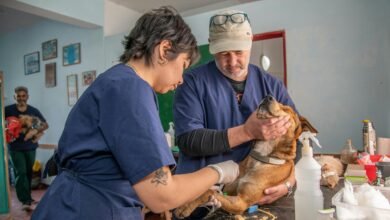 Balcatta Vets